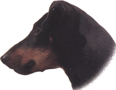 Manchester terrier