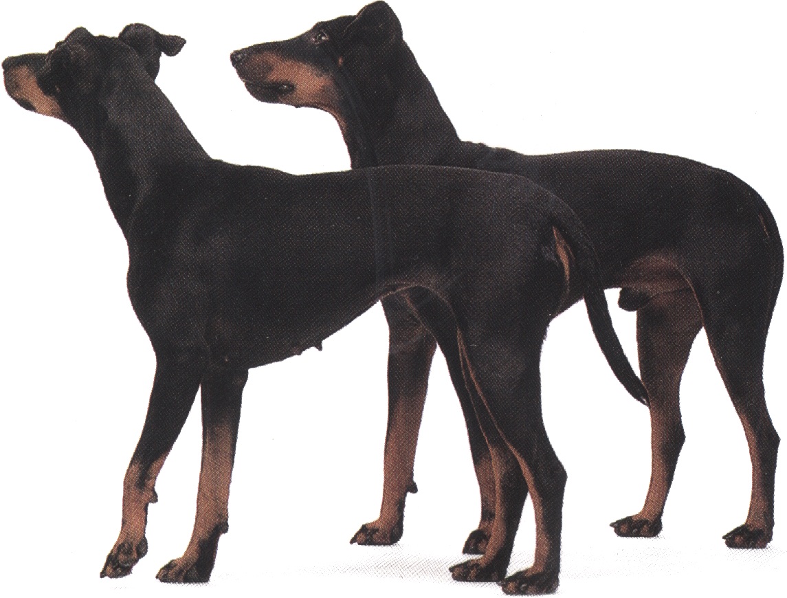 Manchester terrier