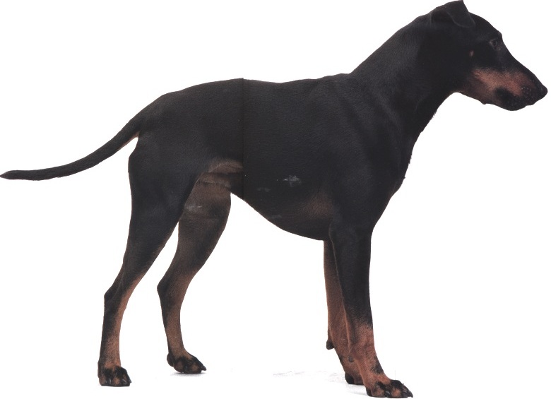 Manchester terrier