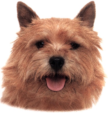 Norwich terrier