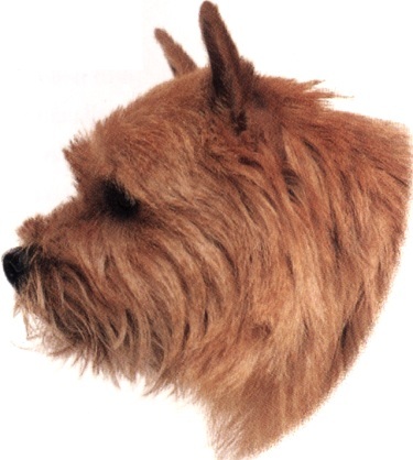 Norwich terrier