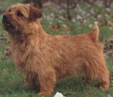 Norwich terrier