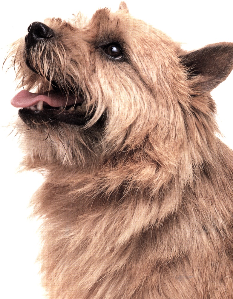 Norwich terrier