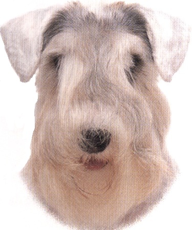 Sealyham terrier