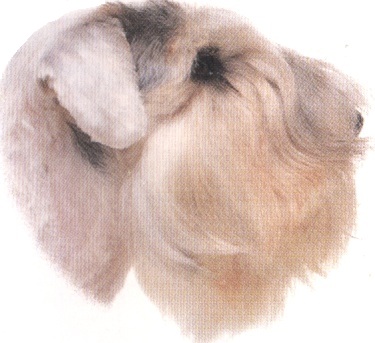 Sealyham terrier