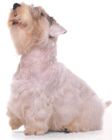 Sealyham terrier