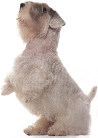 Sealyham terrier