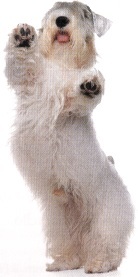 Sealyham terrier
