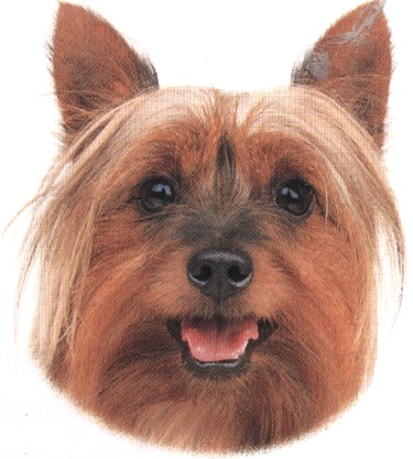 Australian silky terrier