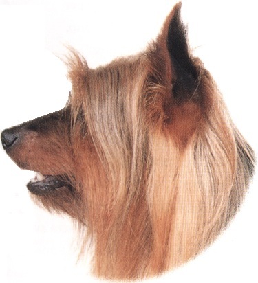 Australian silky terrier