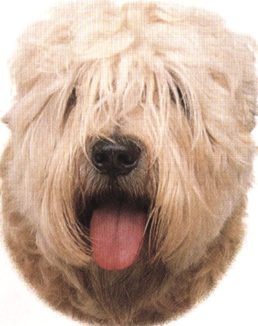 Soft-coated wheaten terrier