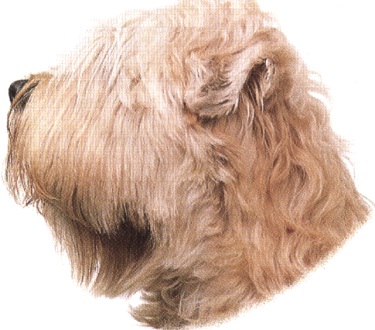 Soft-coated wheaten terrier