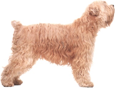 Soft-coated wheaten terrier