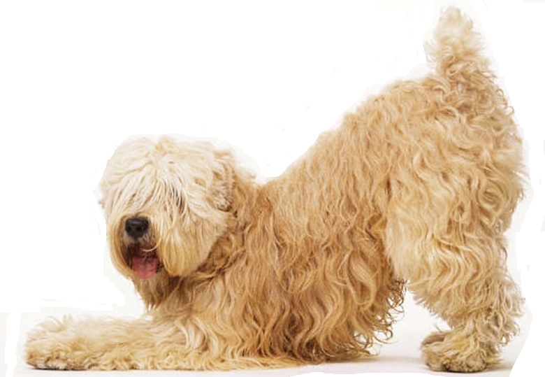 Soft-coated wheaten terrier