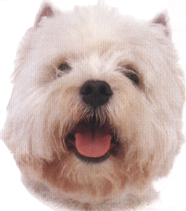 West highland white terrier