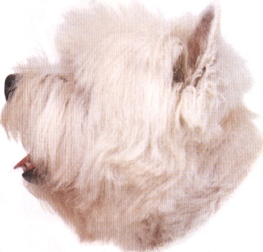 West highland white terrier