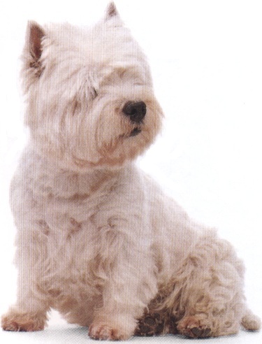 West highland white terrier