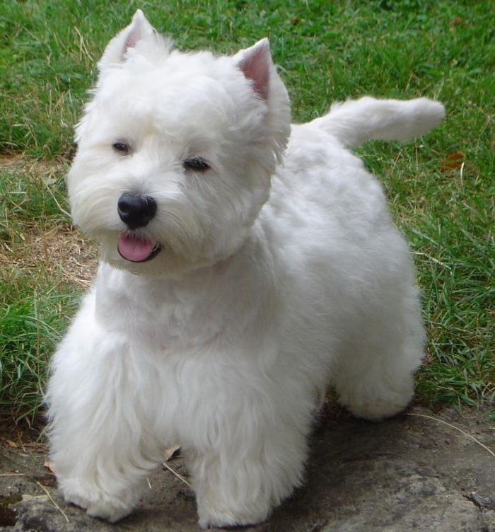 West highland white terrier