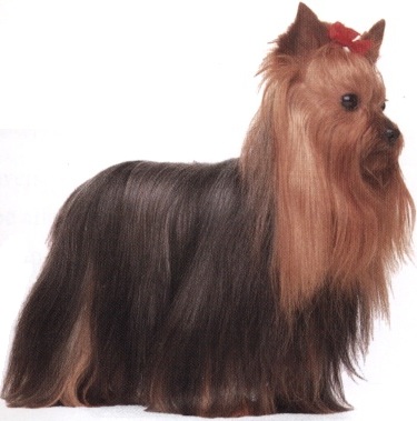 Yorkshire terrier