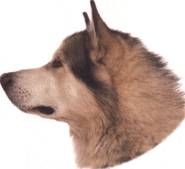 Alaskan malamute