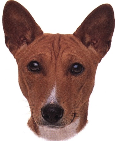 Basenji