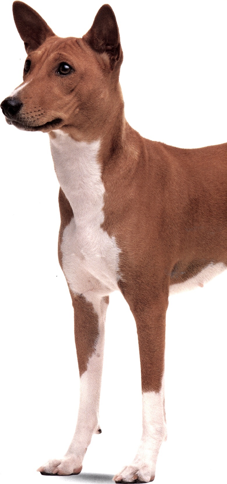 Basenji