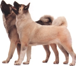 Akita inu