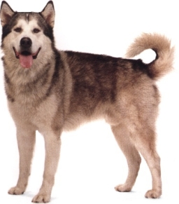 Alaskan malamute