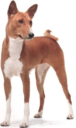 Basenji