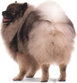 Keeshond o Wolfspitz o Spitz lupo