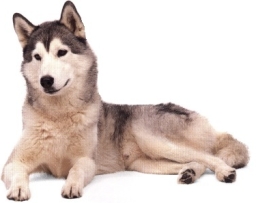 Siberian husky