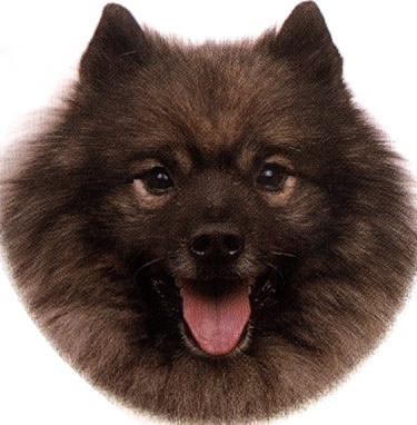 Keeshond o Wolfspitz o Spitz lupo