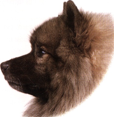 Keeshond o Wolfspitz o Spitz lupo
