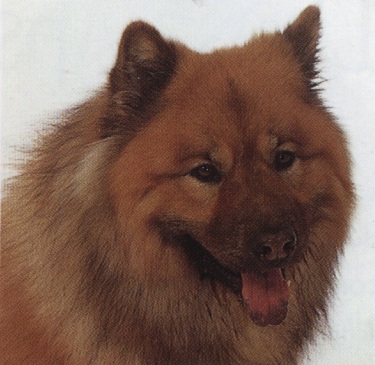 Keeshond o Wolfspitz o Spitz lupo