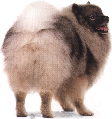 Keeshond o Wolfspitz o Spitz lupo