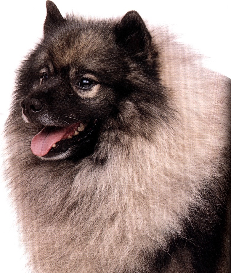 Keeshond o Wolfspitz o Spitz lupo
