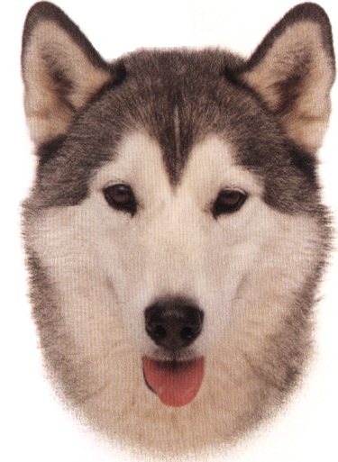 Siberian husky