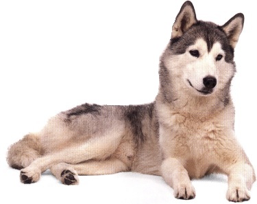 Siberian husky