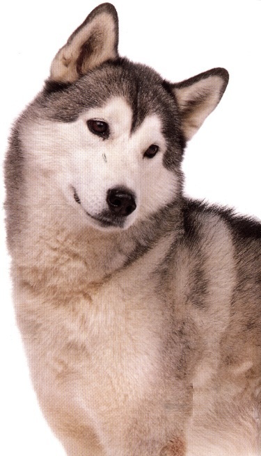 Siberian husky