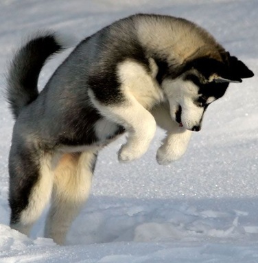 Siberian husky