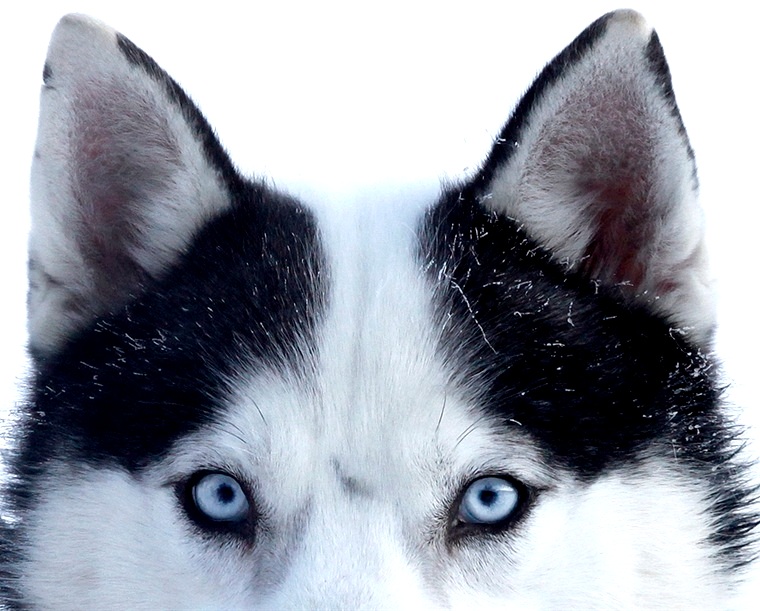 Siberian husky