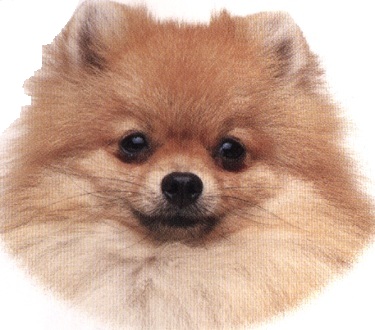 Volpino