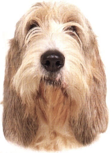Basset griffon vendéen