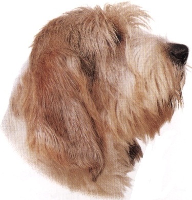 Basset griffon vendéen