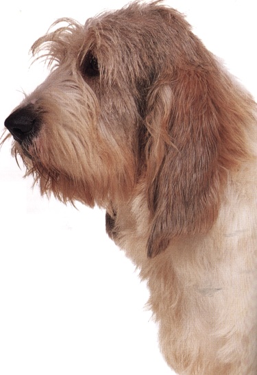 Basset griffon vendéen