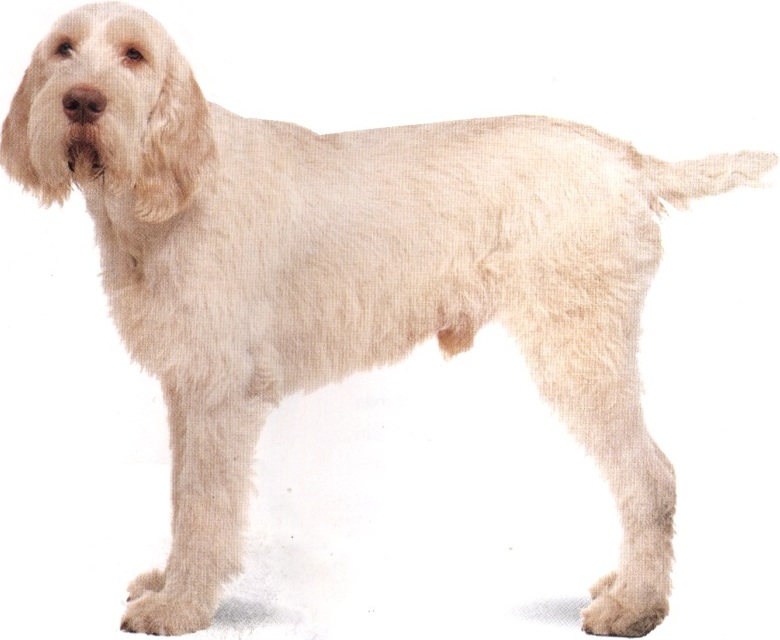 Basset griffon vendéen