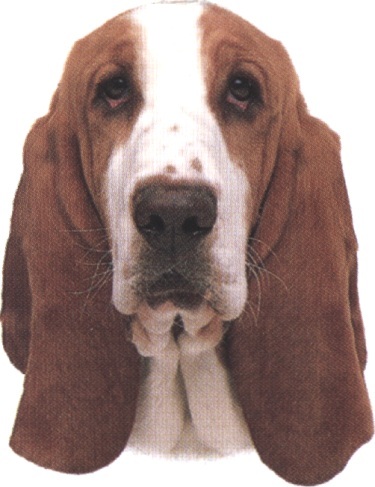 Basset hound