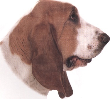 Basset hound