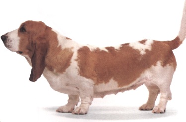 Basset hound
