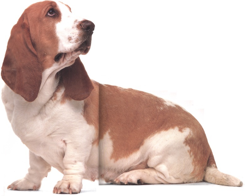 Basset hound